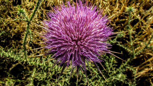 Plant purple flora