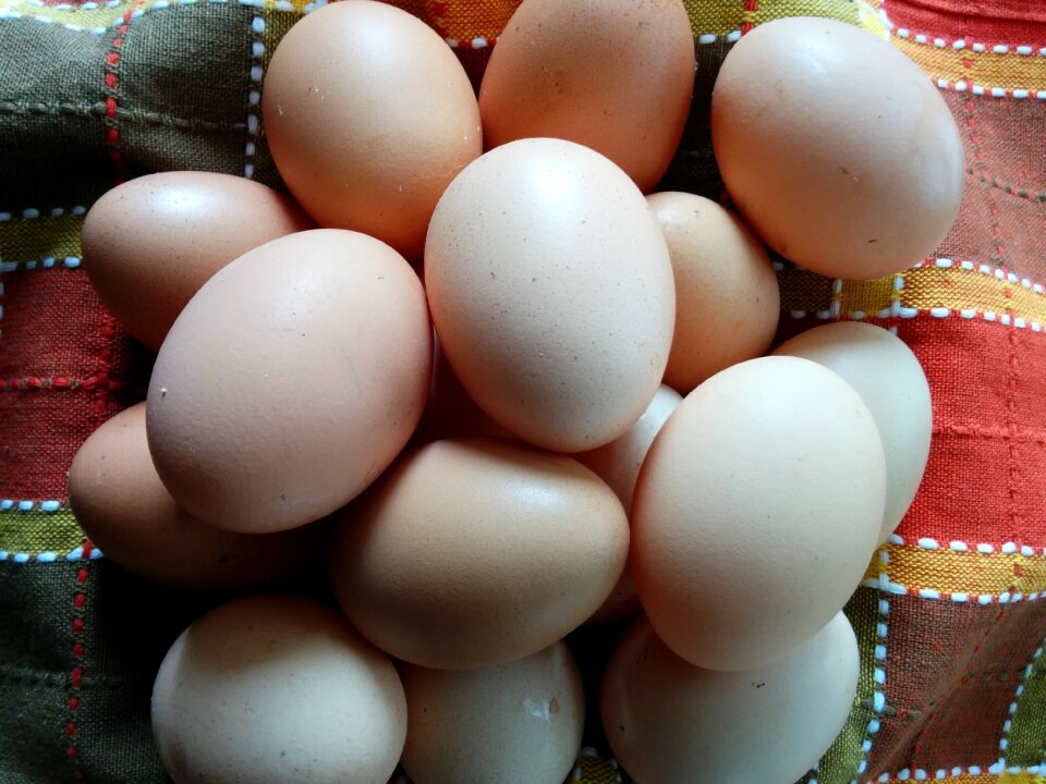 Eggs easter nature