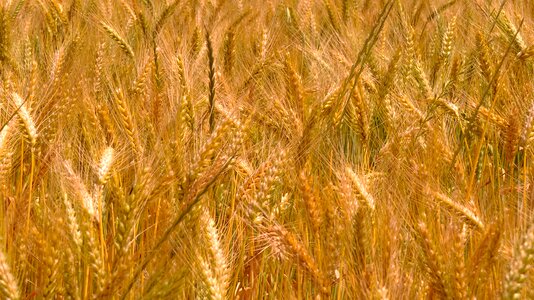 Wheat fields epi cereals photo