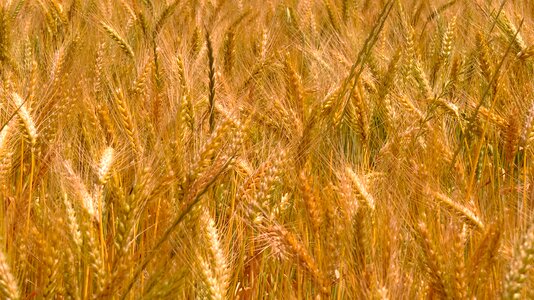 Wheat fields epi cereals