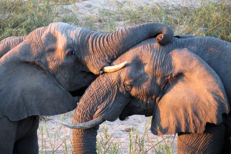 Sunset south africa kruger photo