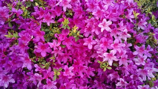 Brilliant floral spring