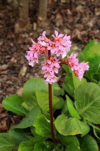 Nature plant pink flower