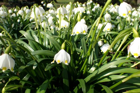 Spring bledulky vernal