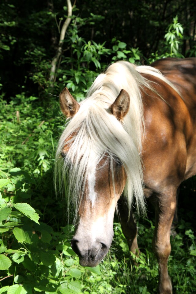 Mare forest horse head