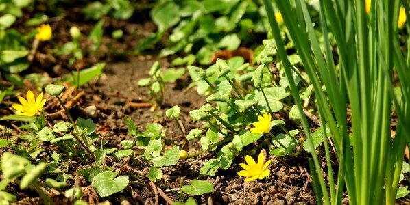 Flower garden wild plants