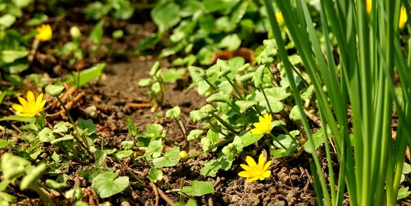 Flower garden wild plants photo