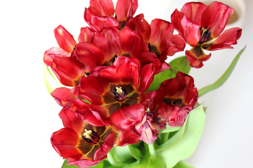 Nature flowers plants