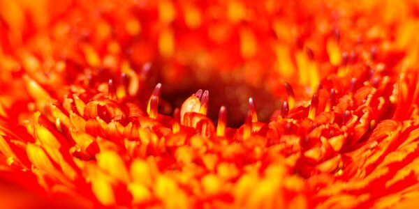 Flower close up small flower