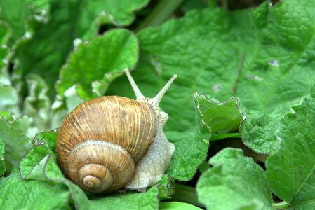 Seashell nature leaf