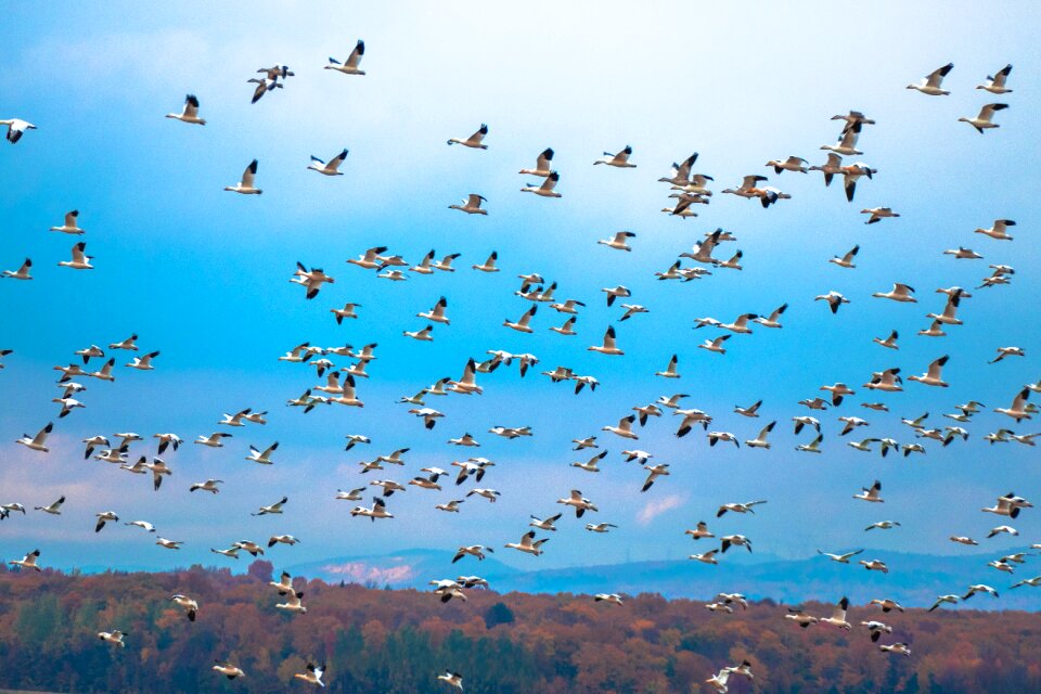 Animal wildlife outdoors