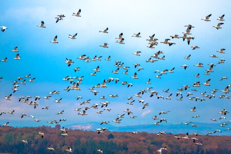 Animal wildlife outdoors