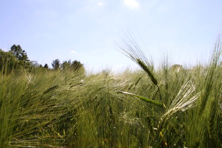 Agriculture green cereals