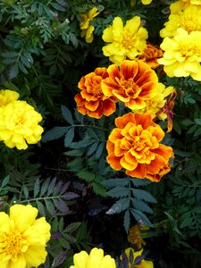 Flower marigolds lutein