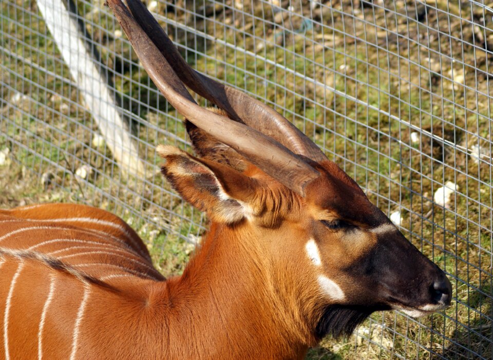 Safari savanna bongo