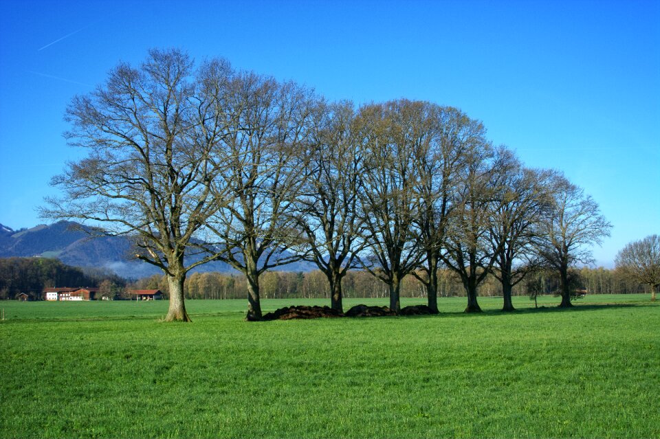 Mood grove of trees romance photo