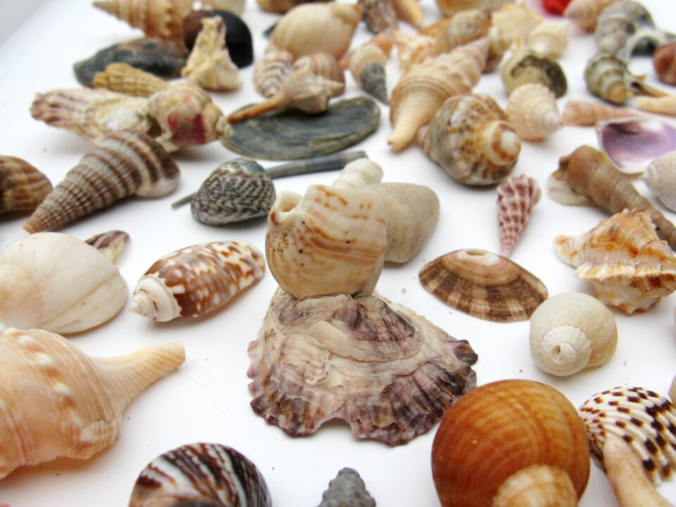 Macro sea animals casing photo