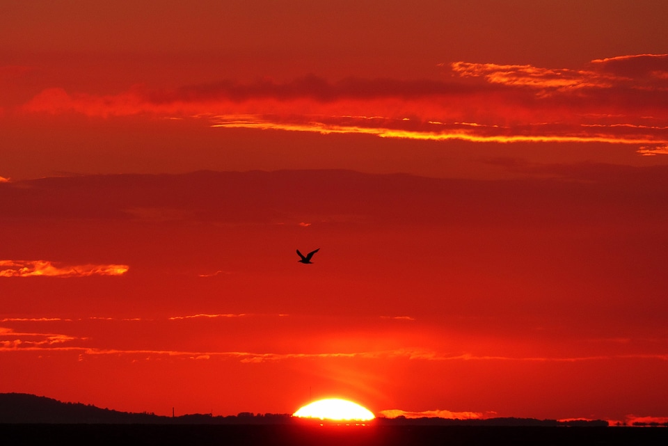 Seagull sunset evening sky