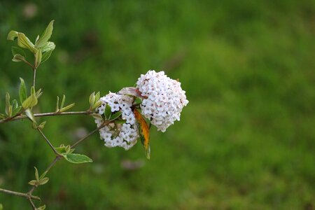 Spring nature garden photo