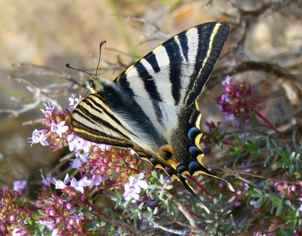 Papilio machaon detail beauty