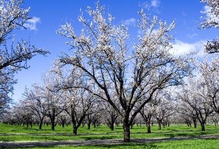 Of almond tree nature