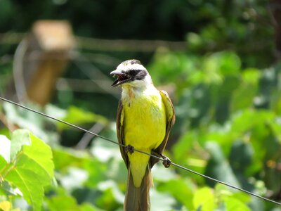 Yellow tropical birds tropical bird