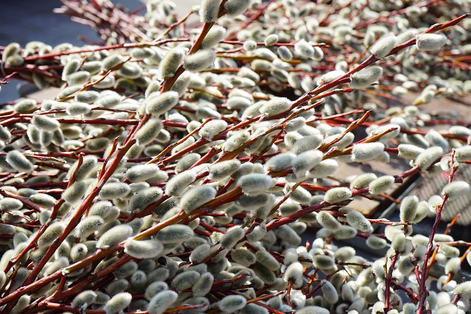 Pasture branches decoration