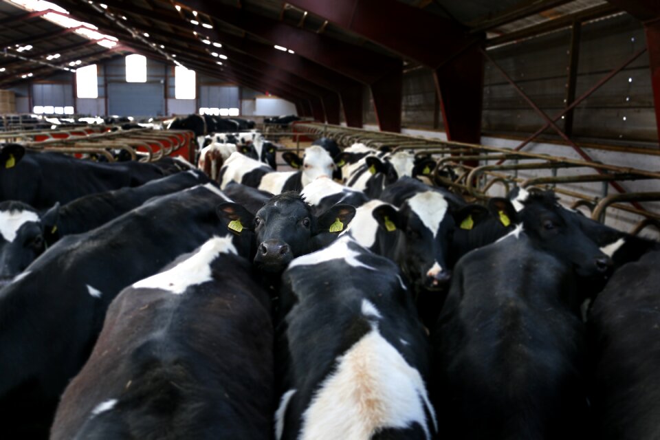 Lowland shoe black and white heifers