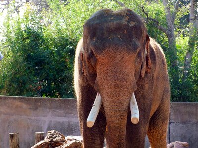 Pachyderm fauna zoo