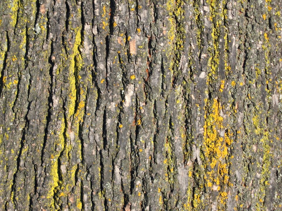 Nature wood wood bark
