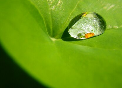 Drip leaf close up photo