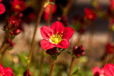 Blossom bloom red