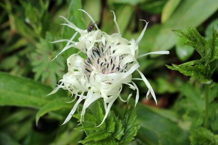 Alpine mountains white petals photo