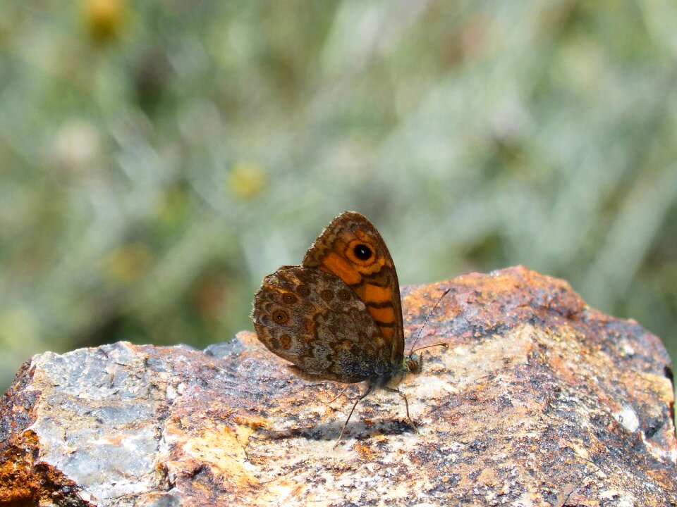 Folded wings margenera detail