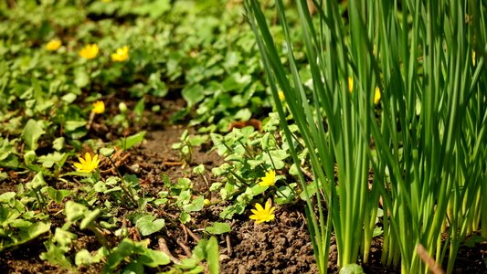 Flower garden wild plants photo