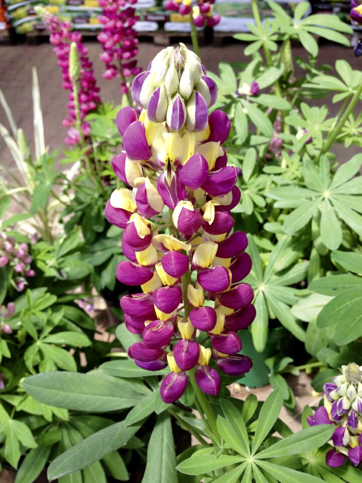 Yellow purple yellow purple