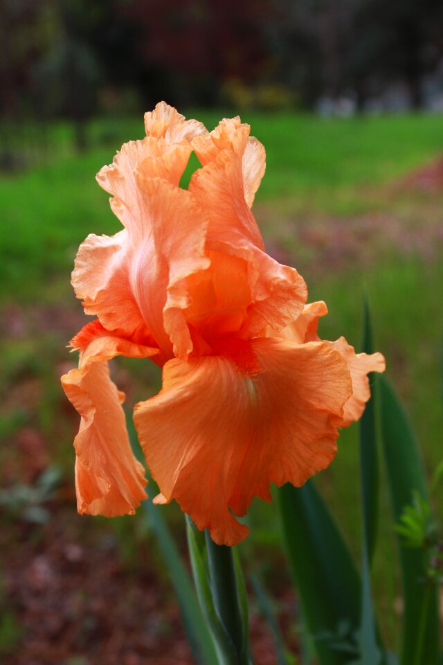 Flower plant spring