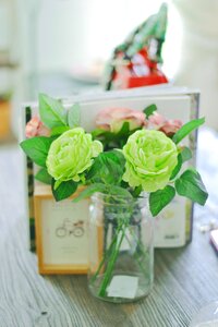 The scenery potted plants plant