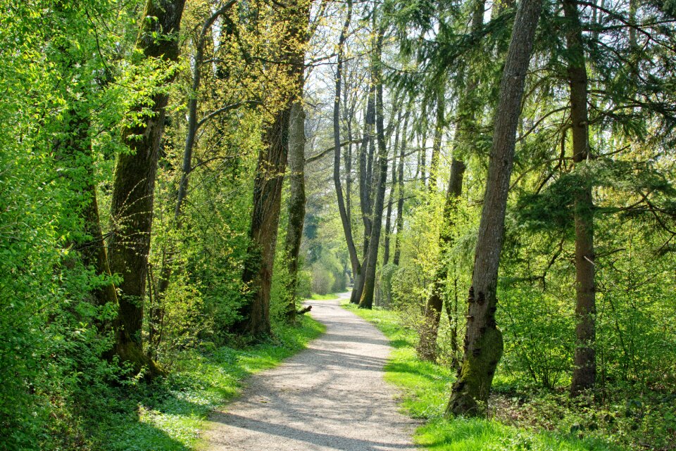 Nature forest avenue