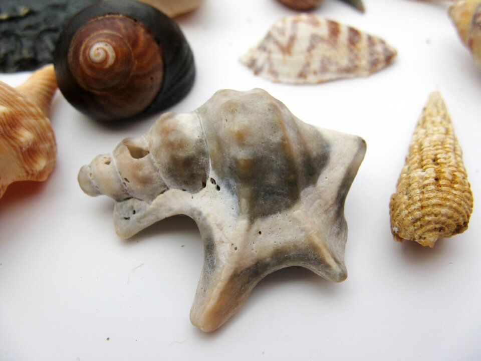Macro sea animals casing