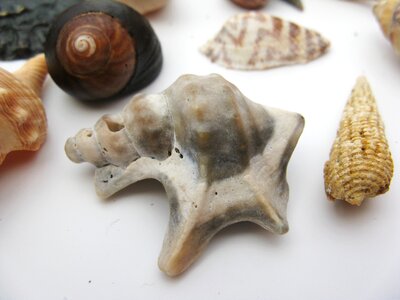 Macro sea animals casing photo