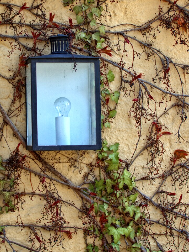 Lighting lantern climber plant