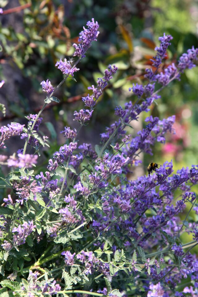 Blossom bloom purple photo