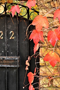 Orange red leafy photo