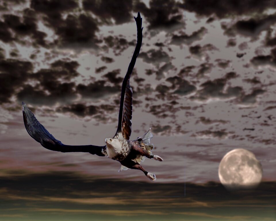 Sky clouds raptor