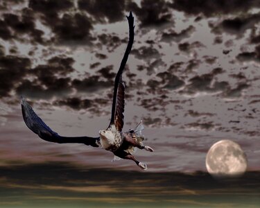 Sky clouds raptor