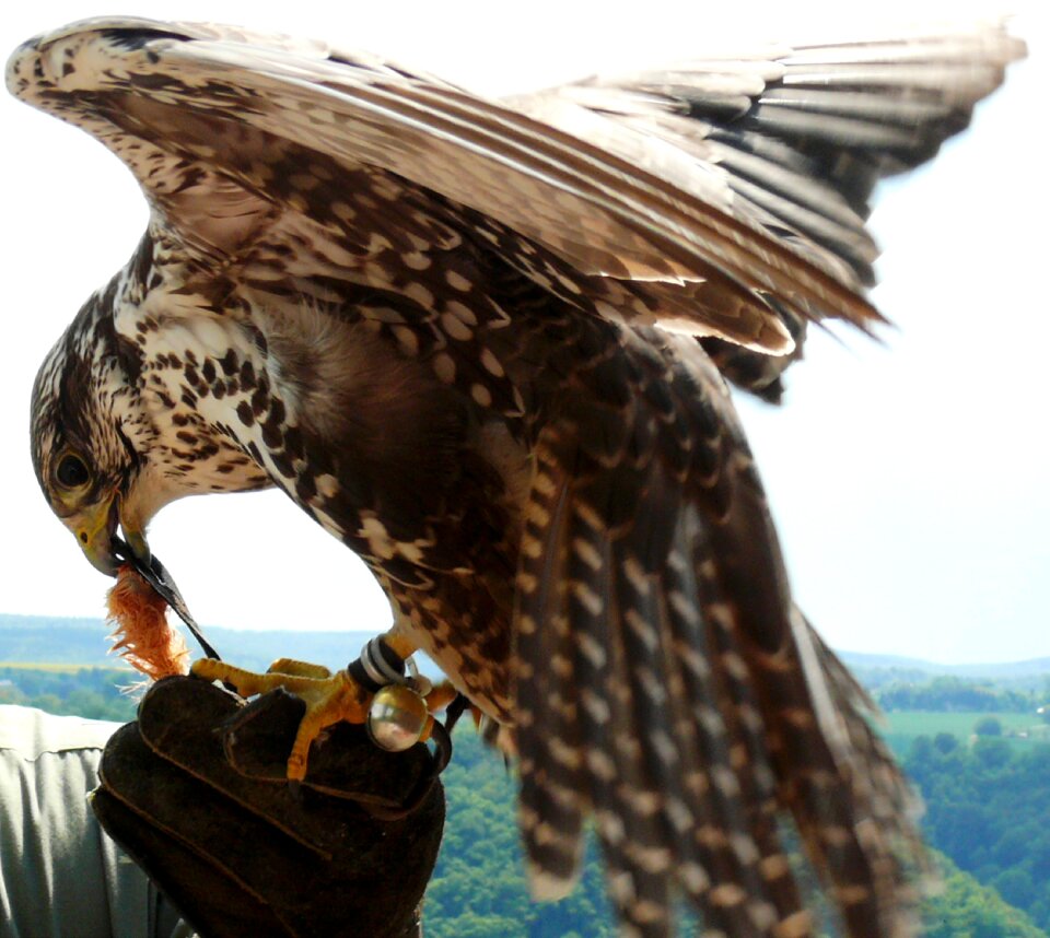 Falconry feather flying