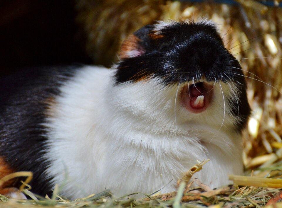Cute nager young animals