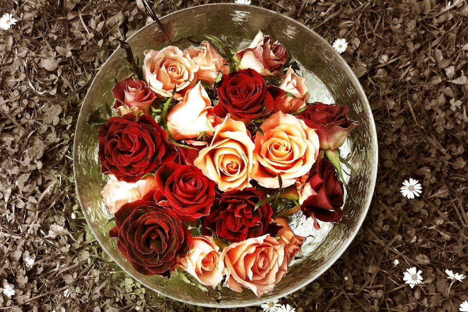 Red blossom bloom