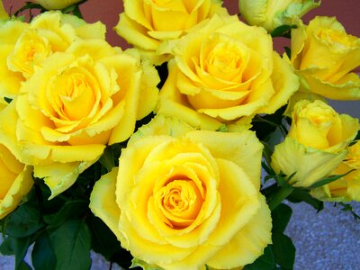 Rose bouquet yellow roses cut flowers photo